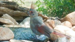 Pyrrhuloxia Chick shows off its new feathers A desert relative of the Northern Cardinal [upl. by Emogene841]