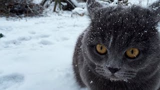 When cat sees snow for the first time [upl. by Aerol]