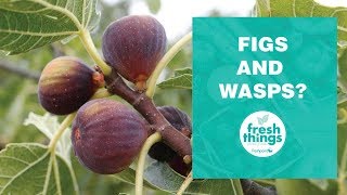 Fresh Things Figs and Wasps [upl. by Edroi]