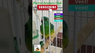 Talking and Dancing red rump parrot shorts redrump parrot birds talkingparrot [upl. by Ellevehs]