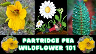 Partridge Pea  Chamaecrista fasciculata  Wildflower 101 Episode 71 [upl. by Htiek]