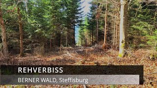 Rehverbiss im Berner Wald [upl. by Nealey228]