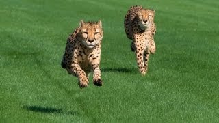 Houston Zoo Cheetahs Run at Sam Houston Race Park [upl. by Kobi465]