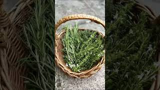 Les herbes de Provence [upl. by Adaj]