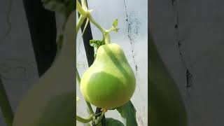 Rahasia menanam melon hanya di media galon bekas dapat berbuah berkebun buahbuahan shortsvideos [upl. by Quinta930]