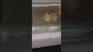 Collection of small fishesfishespets vlog [upl. by Annaihs887]