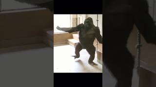 Gorilla Dance 😍  Gorillaandme gorilla gorillaandme shorts [upl. by Ekoorb]