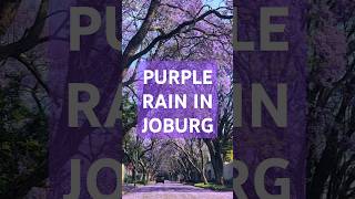 Joburg Purple Rain jacaranda [upl. by Ave205]