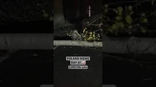 BOBER 😂🇵🇱🦫 funny poland memes [upl. by Karsten241]