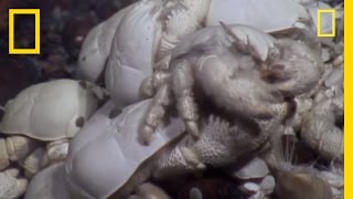 Ghostly Yeti Crab Swarms Discovered Near Antarctica  National Geographic [upl. by Anuska]