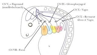 Medical Embryology  Development of the Pharyngeal Arches [upl. by Ralyks503]