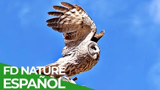 Fuerzas Especiales Animales  Patrullaje  Free Documentary Nature  Español [upl. by Brittaney]