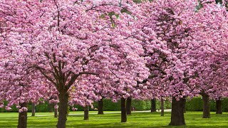 Stunning Cherry Blossom Trees in Birmingham 🌸  A Springtime Walk [upl. by Ueik195]