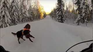 Very happy Irish Setter doing front flips [upl. by Eal388]