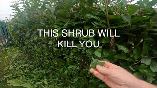 Pruning deadly shrubs [upl. by Atalya]