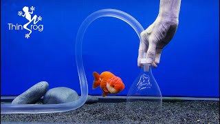 Cleaning waste from aquarium sand without changing water [upl. by Eelarbed]