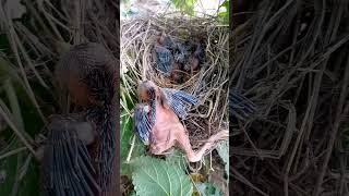 Common babbler baby bird falls out of nest p2viral trending cuckoo shorts shorts feed [upl. by Dnartreb]