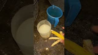 Moina culturing at home livefoodhyderabad allinteresting [upl. by Freberg]