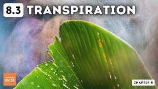 IGCSE Biology  Transpiration 83 [upl. by Sakhuja302]