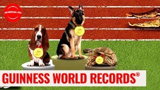 The Animallympics Music Video  Guinness World Records Officially Amazing  Universal Kids [upl. by Malarkey231]