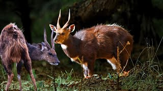 Bushbucks Africas Most Elusive Secretive and Beautiful Antelope [upl. by Bultman856]