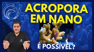 ACROPORA EM NANO É POSSÍVEL [upl. by Neeham375]