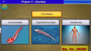 CBSE 11 Phylum Chordata Urochordata and cephalochordata [upl. by Anerroc213]