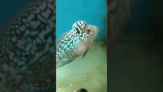 FLOWERHORN DEPORTMENT CHECK trending aquriumfans aquarium flowerhorn fish shorts [upl. by Ylecic308]