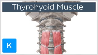 Thyrohyoid Muscle Origin and Insertion  Human Anatomy  Kenhub [upl. by Neelasor771]