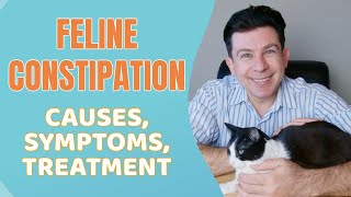 Feline Constipation  Everything you need to know [upl. by Akinorev]