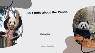 30 Fun Facts About The Panda That You Didnt Know [upl. by Johiah153]