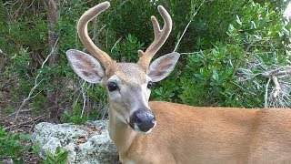 Tiny friendly key deer [upl. by Aguayo]