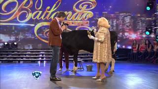 Showmatch 2012  Mecha le regaló una vaca a Marcelo Tinelli [upl. by Vasti]