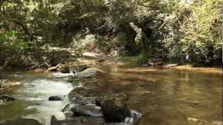 A Rainforest in North Carolina [upl. by Blank259]