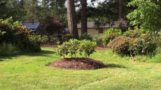 How Much Shade do My Rhododendrons Get A Quick Look at My Landscape at Different Times of the Day [upl. by Nnylsia342]