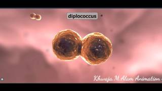 Basic Bacteria knowledge  Animation Bacteria types Morphology  physiology [upl. by Divod742]