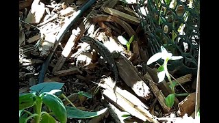 A Lizard Under the Table 111324 [upl. by Notnel486]