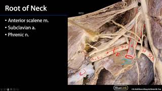 Superior Mediastinum and Root of Neck  Root of Neck [upl. by Karmen]