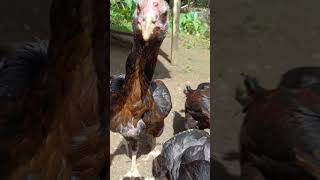 METODE BERTELURNYA AYAM BISA DI TENTUKAN OLEH SUHU sundafarm [upl. by Attolrac]