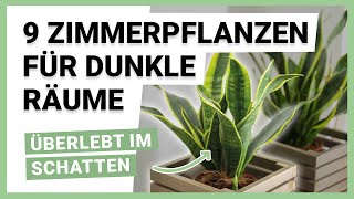 9 Zimmerpflanzen für dunkle Räume [upl. by Krissie46]