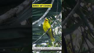 Golden Oriole Short [upl. by Ocsecnarf]