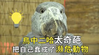 鳥中二哈太奇葩，把自己蠢成了瀕危動物，還和鏡子裡的自己吵架【小奶狗觀影】 [upl. by Anilah59]