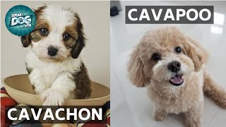 Cavachon VS Cavapoo  These Are the Similarities and Differences Between Cavachon and Cavapoo [upl. by Ardnik488]