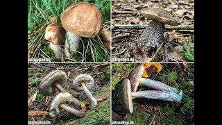 Birkenpilze 2017 Raufußröhrlinge Leccinum scabrum L variicolor L cyaneobasileucum [upl. by Esemaj]