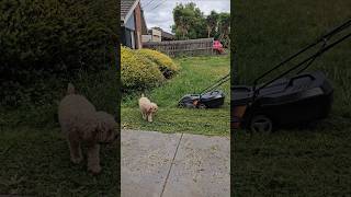 Lawn maintenance telugu dog shortsfeed shortsvideo shorts shortvideo youtubeshorts animals [upl. by Adiraf]