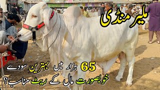 Malir Mandi Karachi Cattle Rates Update  30 January 2024  Cow Mandi 2024 [upl. by Rialcnis]