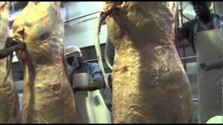 Abattoir  The slaughtering process [upl. by Nilats]