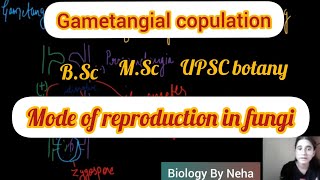 What is Gametangial Copulation  Types of Gametic fusion in fungi  Biology By Neha🌻 [upl. by Anilok]