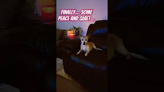 Summit vs Pixie 📺dogsofyoutube summitandpixie netflix tv serenity dogshorts [upl. by Nocaed]