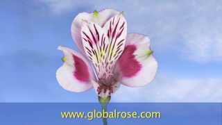 Fresh Cut Flowers Wholesale Flowers Roses Carnations Hydrangeas Lilies by GlobalRose [upl. by Kissie]